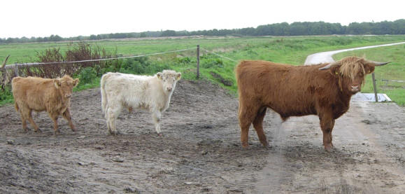 stier op het fietspad...