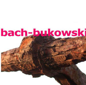 bach-bukowski