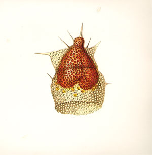 radiolarians II