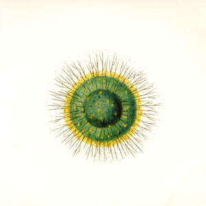 radiolarians III