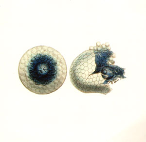 radiolarians I