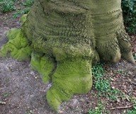 een gewone boom, ergens in haren