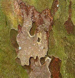 bast detail