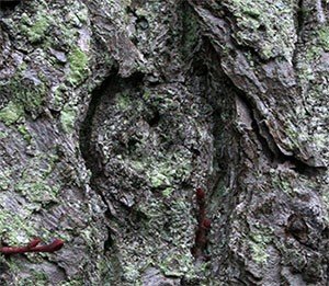 detail...
