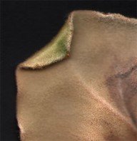 begonia – de dode blaadjes