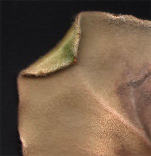 begoniabladwijzer