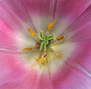 tulp