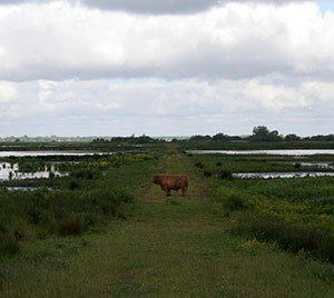 met schotse hooglander...