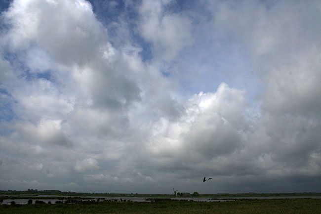 molen eind mei 2015, met vogel...