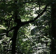 wald – foto’s van een duits bos