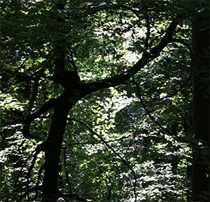 wald