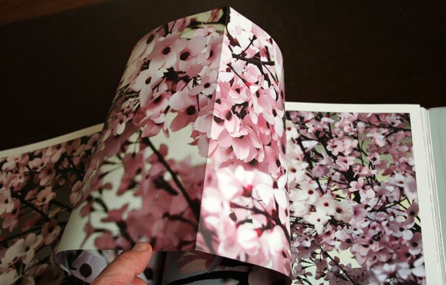 blossom