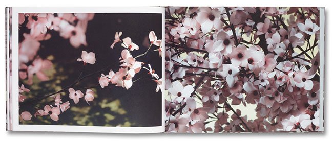 blossom