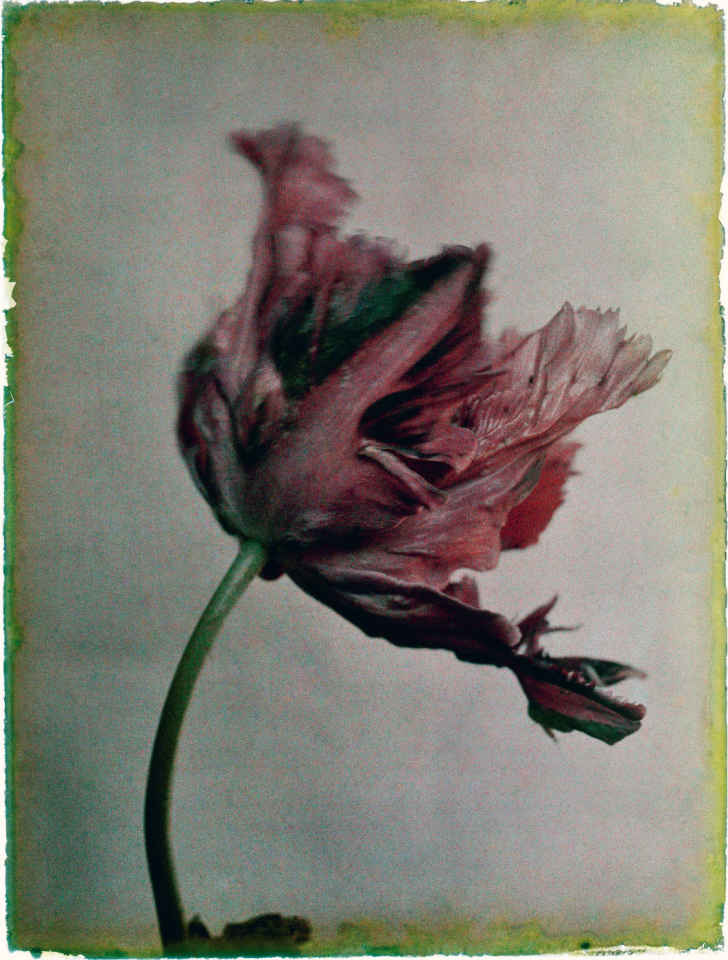 tulp
