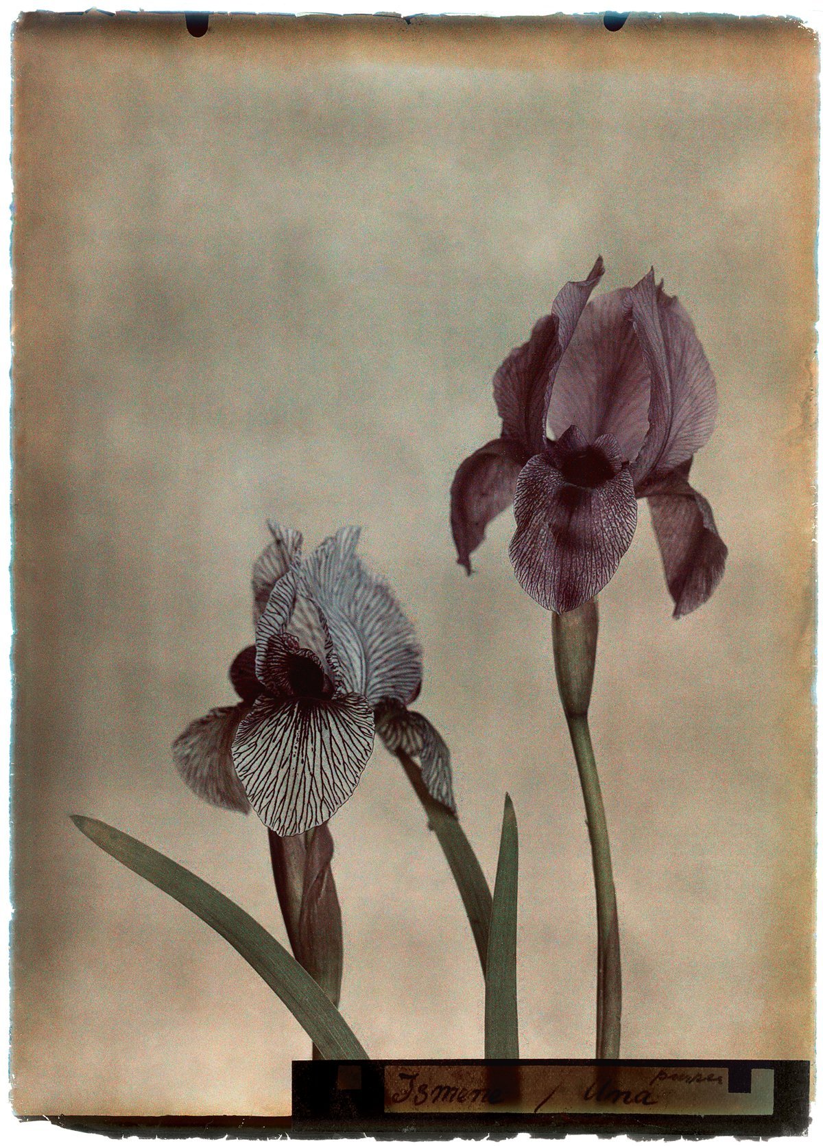 leendert blok, iris