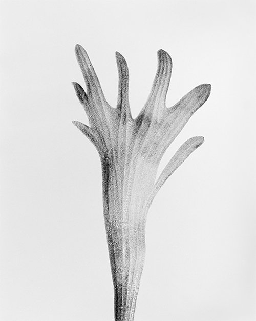 hertshoorn