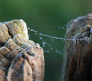 met spinneweb