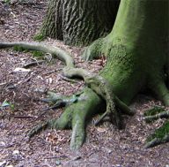 bomen rond de fraeylemaborg in slochteren