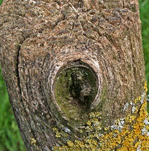 paalkop