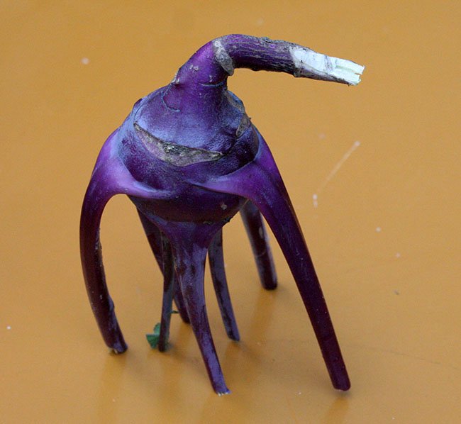 koolrabi