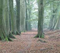 rondje quintusbos in de herfst