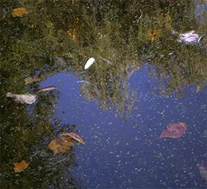 vijver hortus