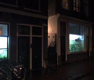 koeien aan de bloemgracht