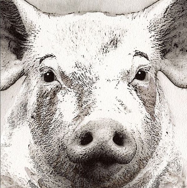 een van de driehonderd varkens