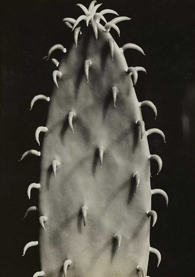 cactus cactus