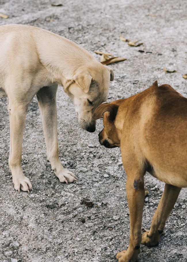 Freundschaft Freundschaft