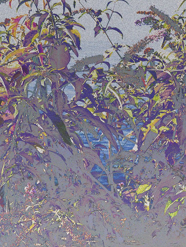 Buddleja davidii Franch Buddleja davidii Franch