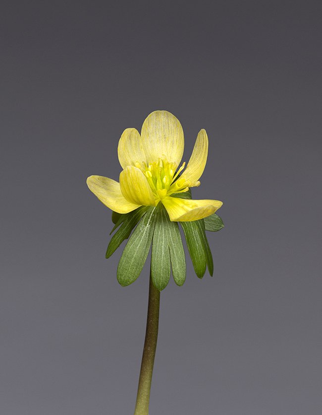 Eranthis hyemalis Eranthis hyemalis