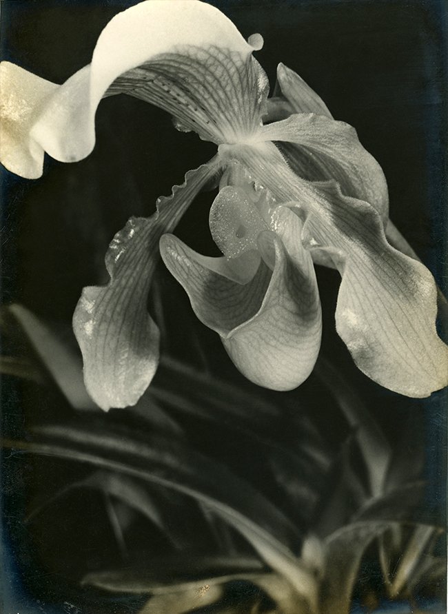 Orchidee