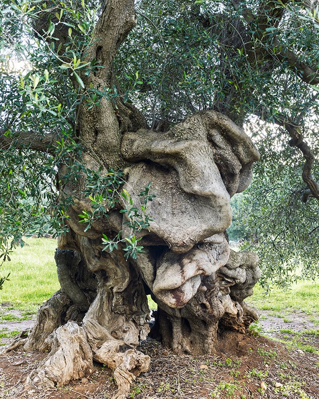 Ostuni VIII