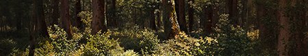 Im Wald Im Wald