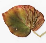 bladbegonia