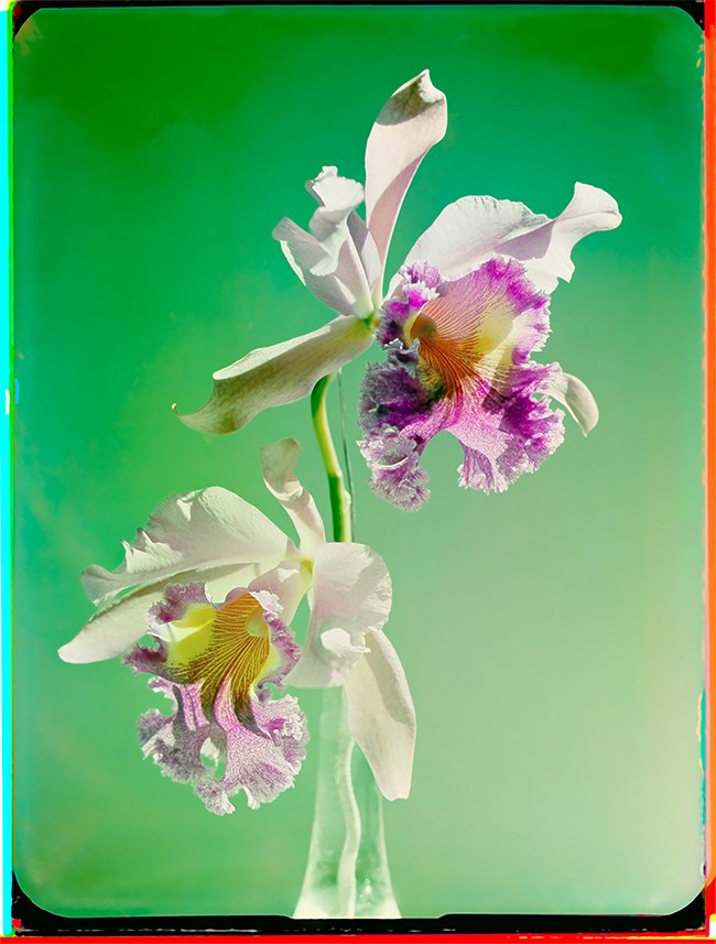 Orchidee Orchidee