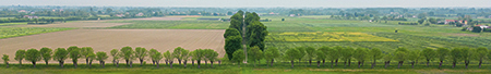 dertig bomen dertig bomen