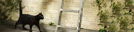 zwarte kat loopt onder ladder door