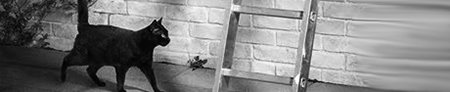 zwarte kat loopt onder een ladder door