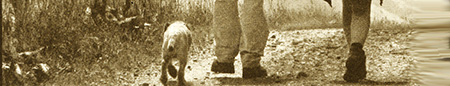 koos van zomeren
